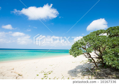 沖繩海,大崎村 沖繩海,大崎村 10167336