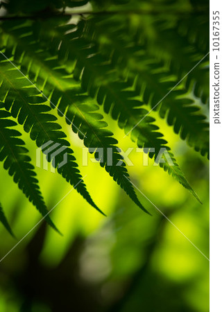 Fern leaf Fern leaf 10167355