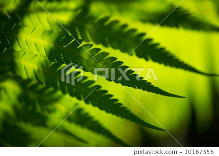 Fern leaf Fern leaf 10167358