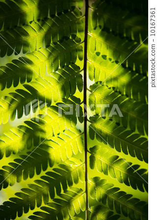 Fern leaf　 10167361