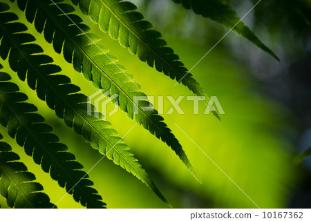 Fern leaf Fern leaf 10167362