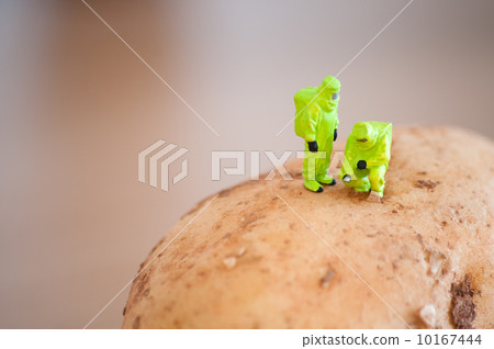Group of Researchers in protective suit inspecting a potato. 10167444