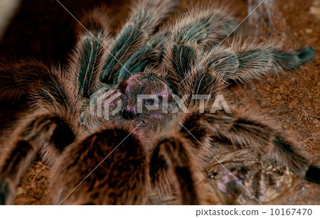Chilean Rose Tarantula 10167470