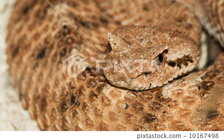 Desert horned viper 10167498