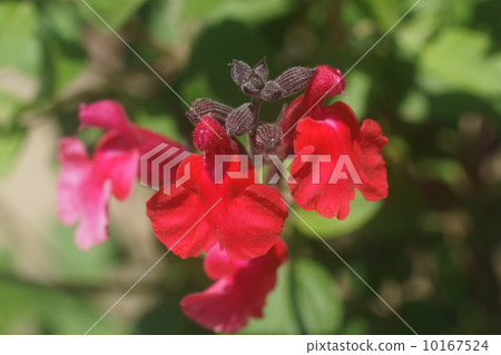 Cherry sage Cherry sage 10167524