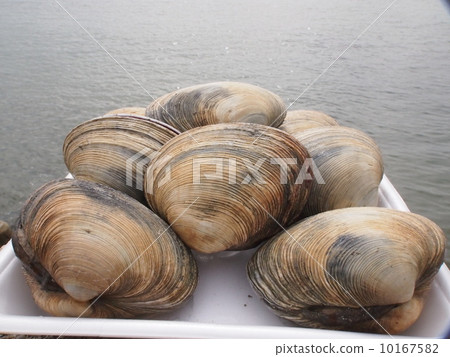 大蛤蜊 大蛤蜊 10167582