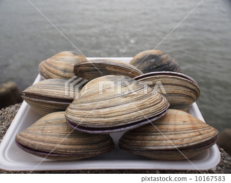 大蛤蜊 10167583
