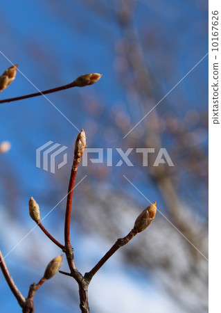 Cherry buds 10167626
