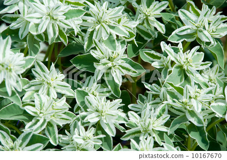 lawn green flowers lawn green flowers 10167670