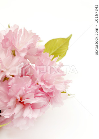 雙櫻花 雙櫻花 10167843