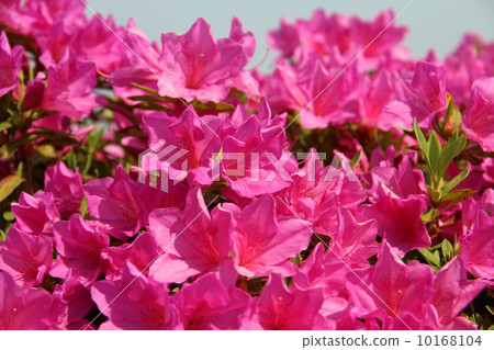 映山紅 映山紅 10168104