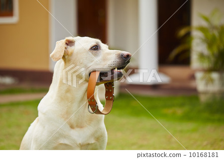 Dog is waiting 10168181