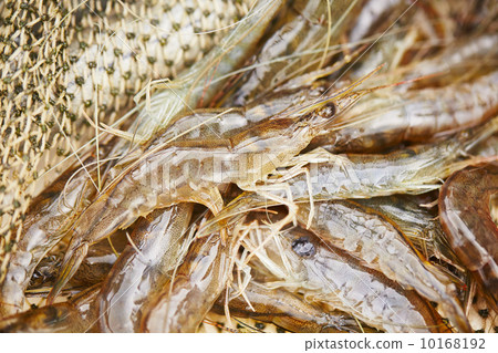 Prawns 10168192