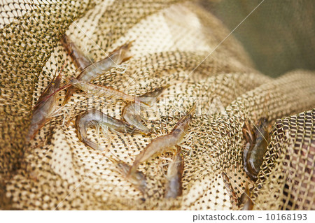 Prawns Prawns 10168193