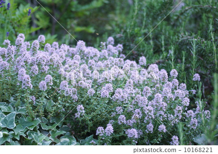 我的名字是Rikika Grass Longgeau Time。 我的名字是Rikika Grass Longgeau Time。 10168221