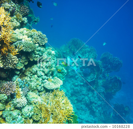 Coral reef 10168228