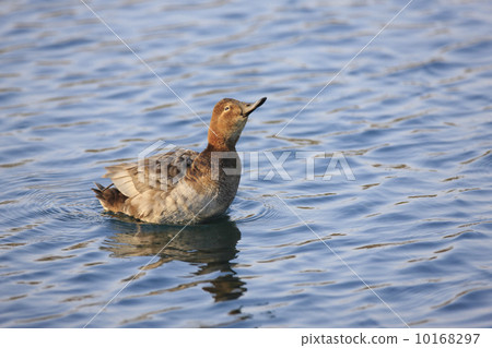 Hoshihaziro（女） 10168297