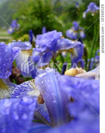 Flowers Flowers 10168529