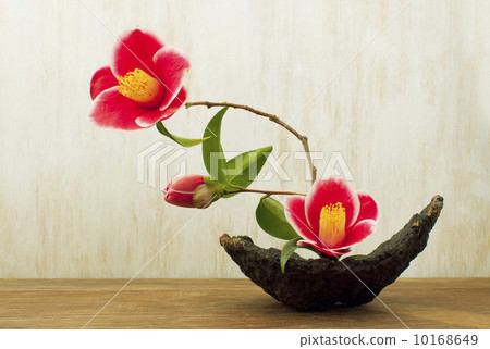 山茶花山茶花 10168649