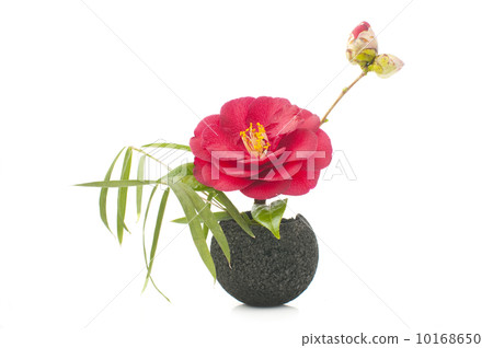 山茶花的活潑花朵 10168650