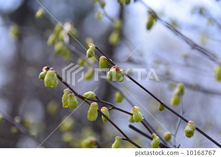 Hyuga mizuki 10168767