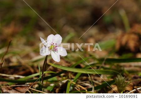 四月花Yuquillis和Buttercup家庭58 四月花Yuquillis和Buttercup家庭58 10169091