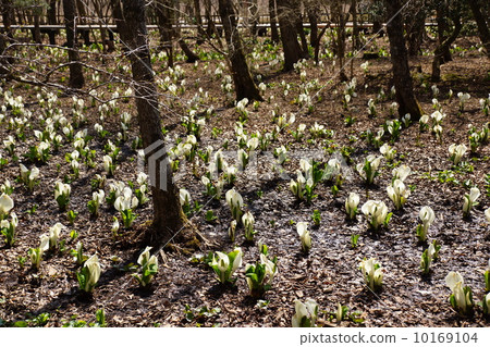四月花Mizubasho和道家94殖民地 10169104