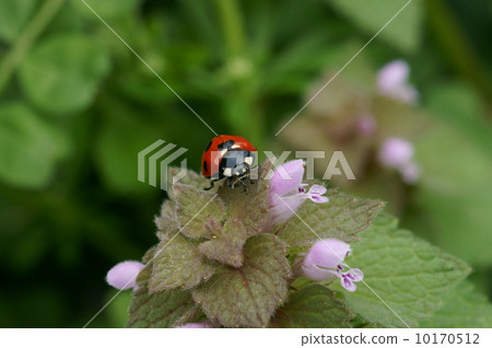 Ladybug and Himeodorinoko 10170512