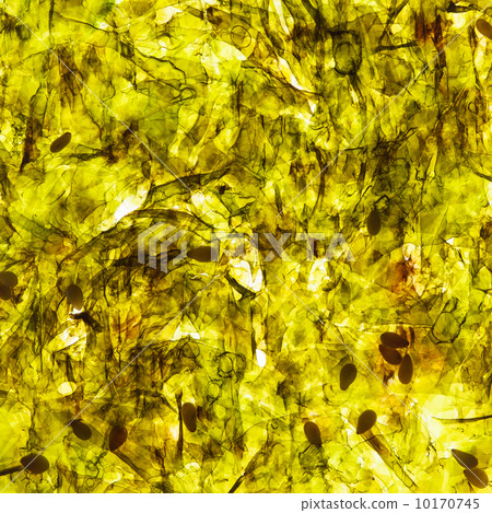 nori background 10170745
