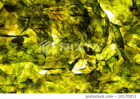 nori background nori background 10170851