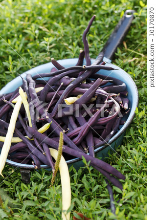 Purple string beans 10170870
