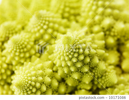 romanesko broccoli 10171086