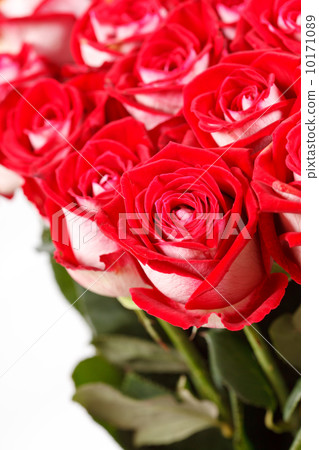 red roses red roses 10171089
