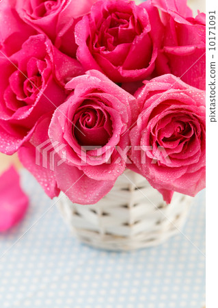pink roses in the basket 10171091