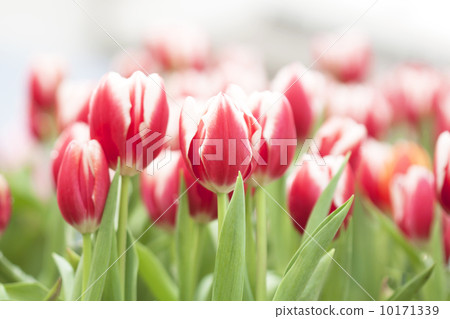 Tulips 10171339