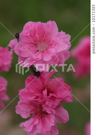 Flower peach Flower peach 10171385