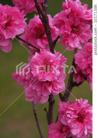 Flower peach Flower peach 10171386