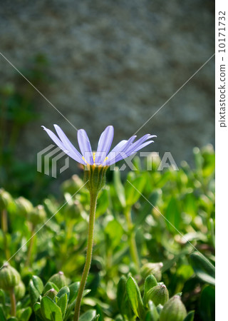 藍色雛菊 10171732