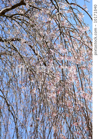 The shabbling shadow full of bloom 10171840