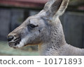Kangaroo的個人資料 10171893