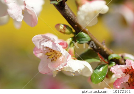 模糊的鮮花 模糊的鮮花 10172161
