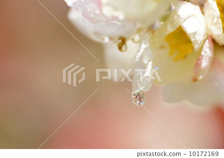 Blurred flowers 10172169