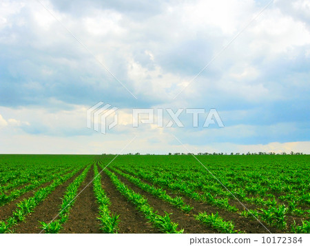 Greenery plantation Greenery plantation 10172384