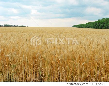 The wheat field The wheat field 10172390
