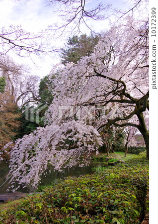 京都花園的櫻花盛開 10172399