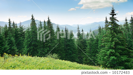 Beautiful pine trees 10172483