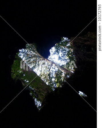 Yakushima / Wilson shares 10172765