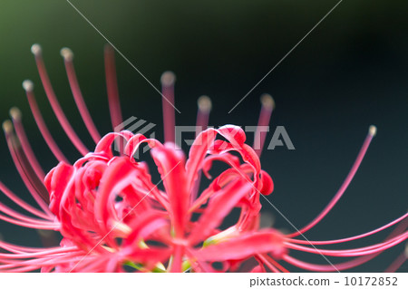 Cluster amaryllis Cluster amaryllis 10172852