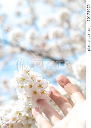 Cherry Blossoms Cherry Blossoms 10173073