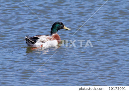 Aoku beer hill of Pond Park 10173091
